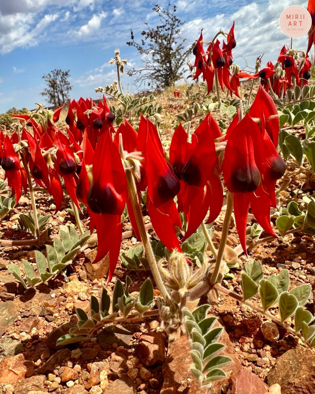 Sturt's Desert Pea at Dusk (Canvas Print)